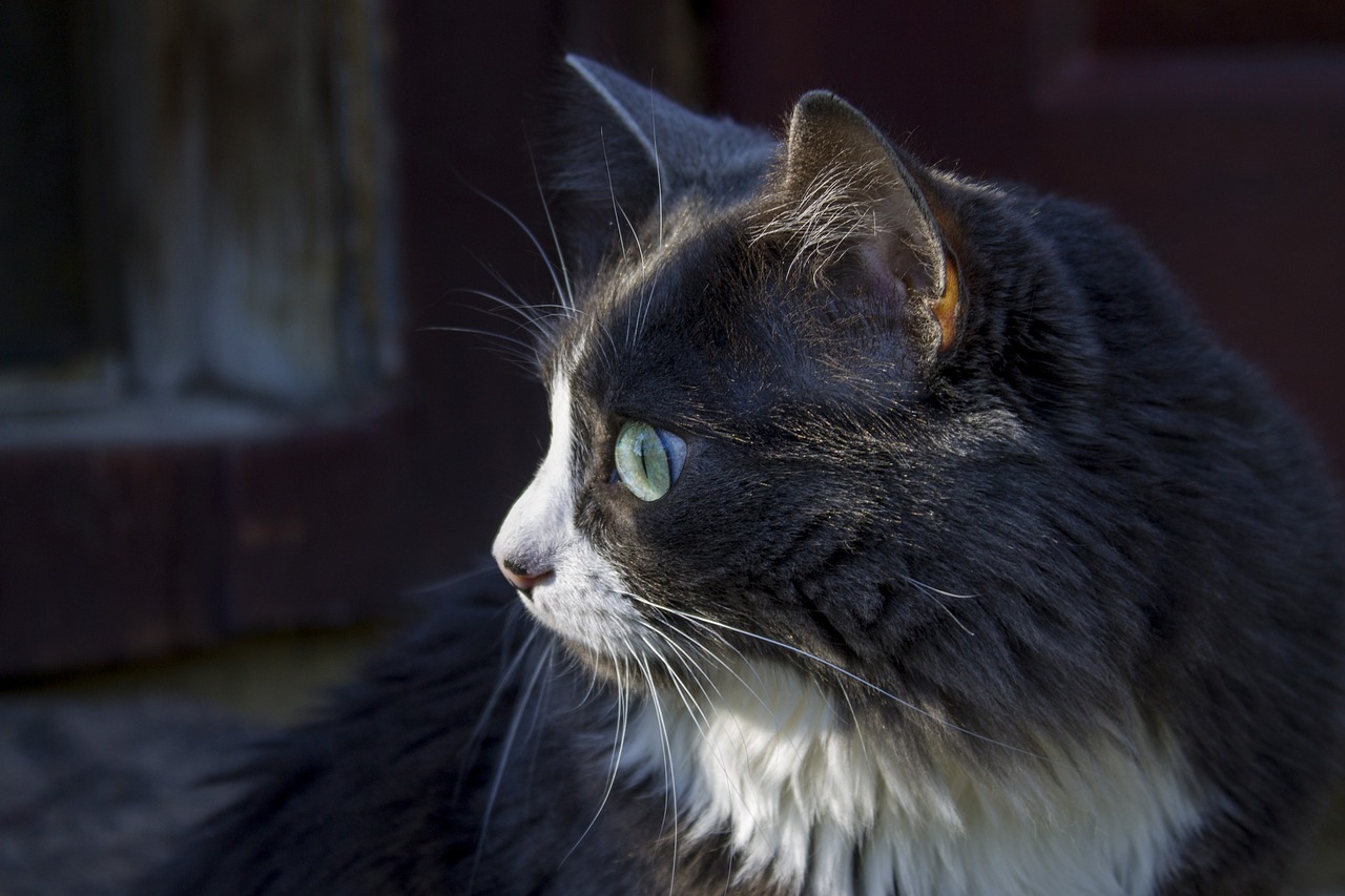 最新抖音猫，潮流新宠与数字时代的互动体验之王
