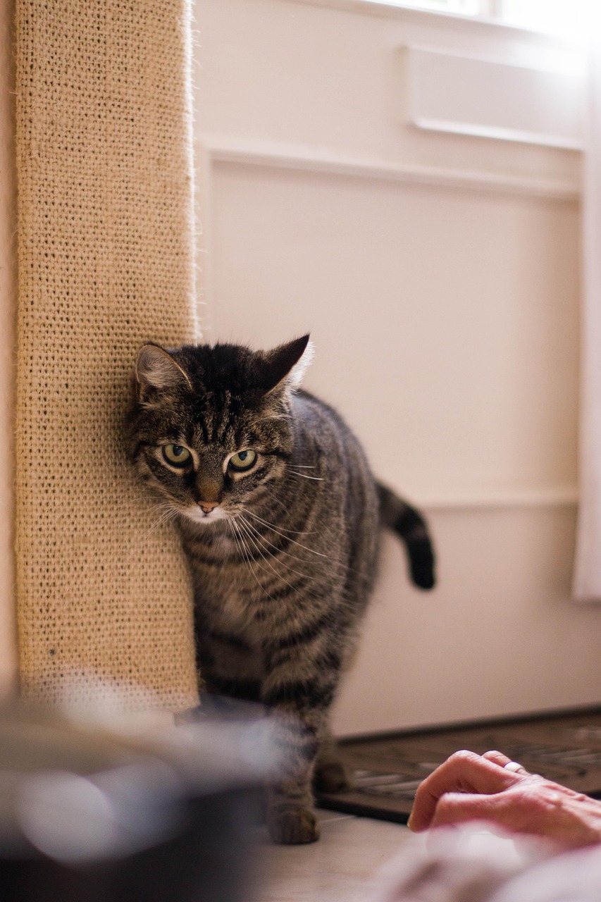 探索猫咪世界，最新品种展现无限魅力